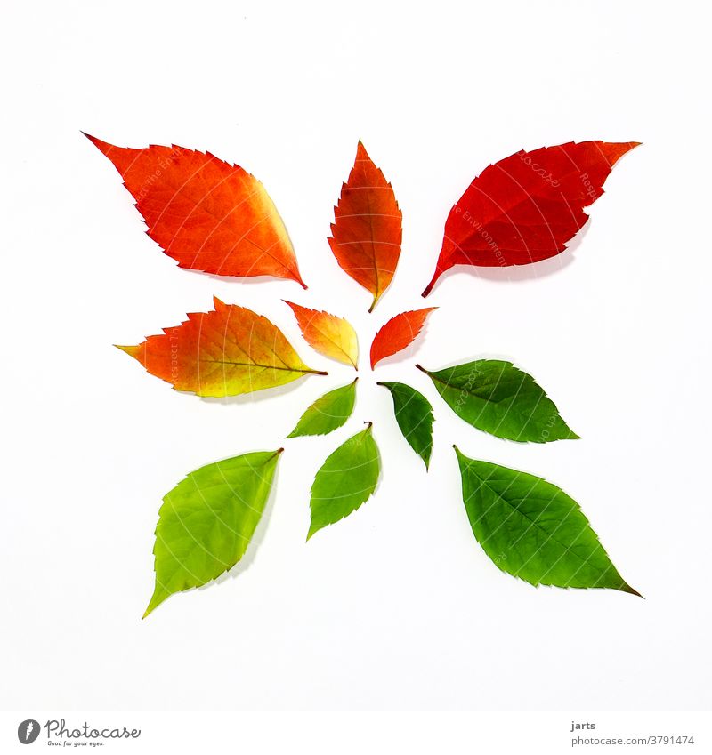 Herbst Mosaik Blätter bunt Herbstblätter Natur Farbfoto herbstlich Menschenleer gelb orange mehrfarbig Herbstlaub Herbstfärbung grün rot Blatt