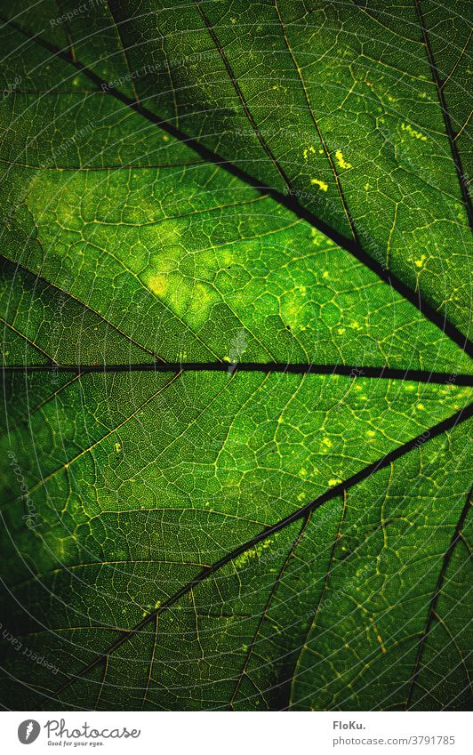 Struktur eines Blattes in grün natur umwelt nachhaltig farbe adern struktur Pflanze Außenaufnahme natürlich Wachstum Grünpflanze Nahaufnahme Detailaufnahme