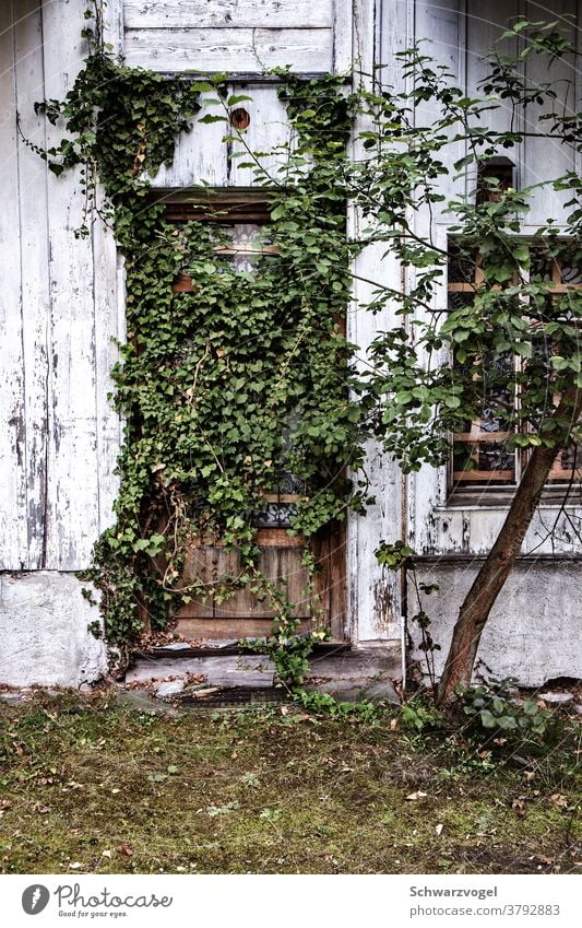 Eine zugewachsene Tür Eingang Eingangstür grün Grünpflanze verwildert verwunschen verlassen Verlassenes Haus Natur erobern zurückerobern versperrt