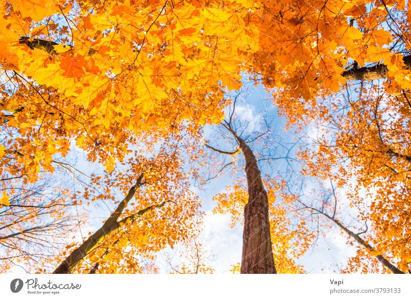 Bodenansicht der Ahornbäume im Herbstpark Baum orange Bäume Park Blätter Laubwerk Gesäß Himmel Ansicht Saison Natur Wald Blatt grün fallen hell schön natürlich