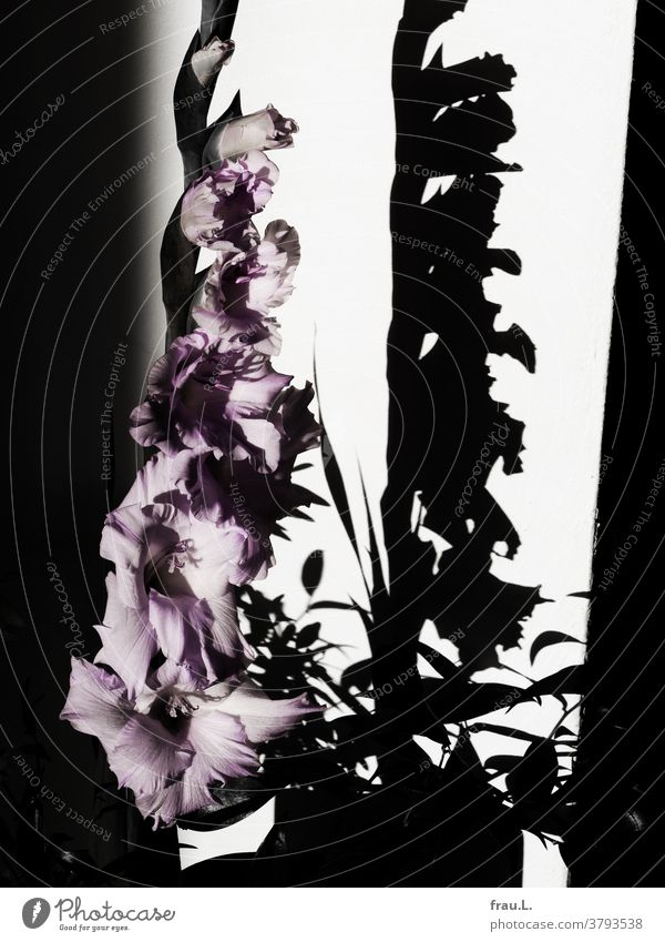 Blassviolet trifft auf Schwarz-weiß, eine Gladiole begegnet ihrem Schatten. Blumen Schönheit Natur Blüten Pflanze schön Dekoration
