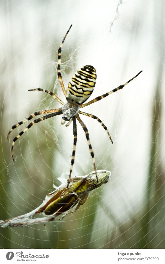 Ins Netz gegangen.... Umwelt Natur Tier Herbst Spinne Insekt Dieb Beute Beutezug Spinnennetz 2 fangen Fressen hängen Fangnetz Heuschrecke Farbfoto Tag
