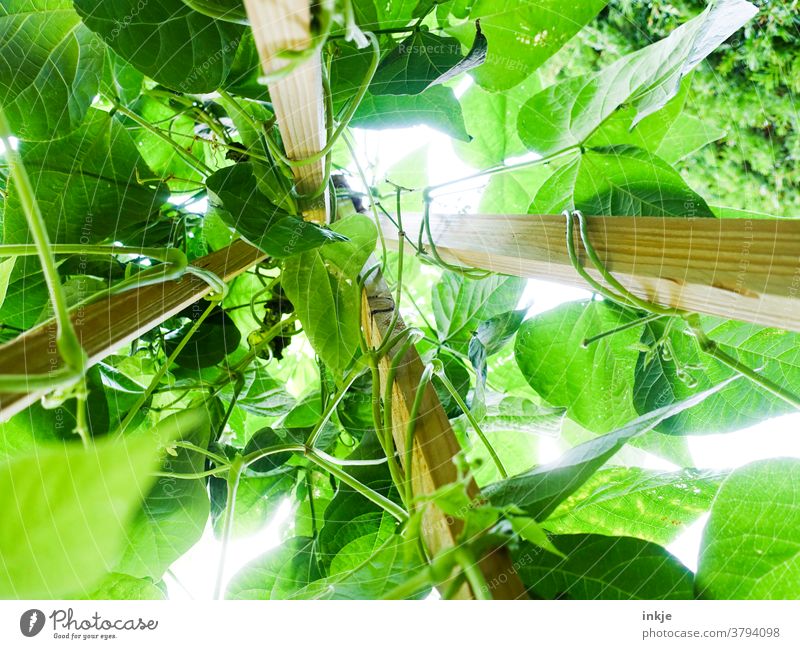 Stangenbohnen aus der Froschperspektive grün Wachstum Sommer Ernte hoch oben Ranken hellgrün wuchern Garten Ernährung Anbau Schrebergarten