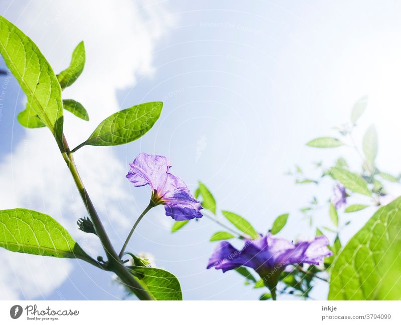 grünblättrige Pflanze mit lila Blüten vor hellblauem Himmel Farbfoto Natur Außenaufnahme Umwelt ästhetisch Menschenleer Tag natürlich Schwache Tiefenschärfe