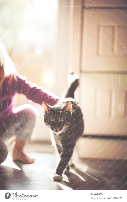 Kind streichelt eine Katze streicheln sanft Haustier lieb Tierliebe vorsichtig ruhe niedlich Hand zu Hause