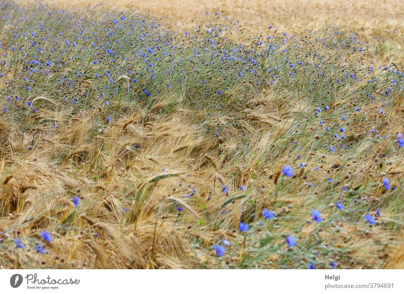 Farbkombination | Kornblumen blühen im Gerstenfeld Kornfeld Landwirtschaft Sommer wachsen Feld Getreide Natur Getreidefeld Ackerbau Ähren Nutzpflanze Pflanze