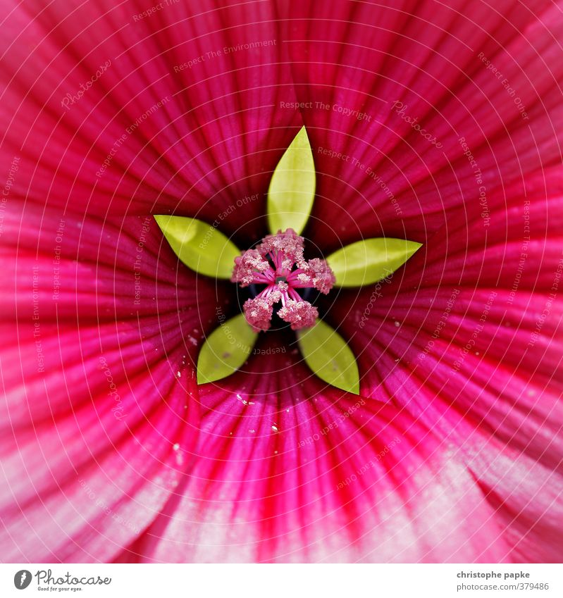 Natürliche Schönheit Wellness Pflanze Blume Tulpe Blüte Grünpflanze Wildpflanze Topfpflanze Blühend Duft ästhetisch schön grün rosa Design Natur Farbfoto