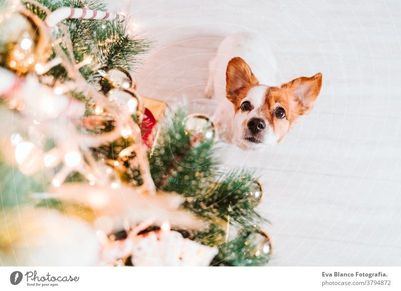 süßer jack russell hund zu hause am weihnachtsbaum Adoption annehmen Hund Weihnachten im Innenbereich Haustier niedlich heimwärts Atelier rot Weihnachtsmann
