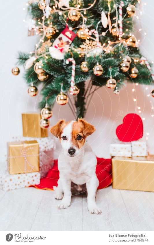 süßer jack russell hund zu hause am weihnachtsbaum Adoption annehmen Hund Weihnachten im Innenbereich Haustier niedlich heimwärts Atelier rot Weihnachtsmann