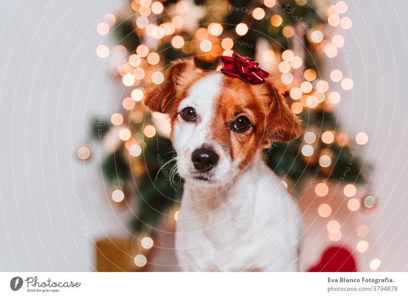 süßer Jack-Russell-Hund zu Hause am Weihnachtsbaum mit rotem Geschenks-Spitzenschmuck auf dem Kopf Adoption annehmen Weihnachten im Innenbereich Haustier