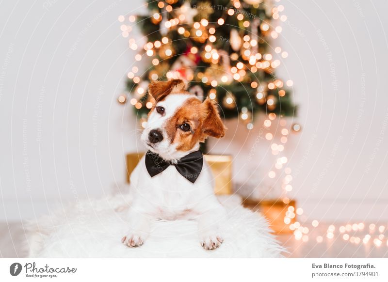 süßer jack russell hund zu hause am weihnachtsbaum Fliege Adoption annehmen Hund Weihnachten im Innenbereich Haustier niedlich heimwärts Atelier rot