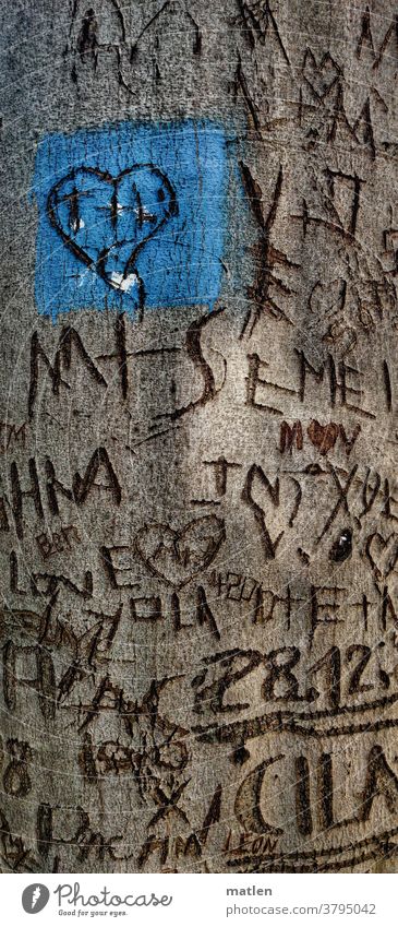 Liebesbaum Baum Rinde Schnitzereien Herz Namen Buchstaben Daten Erinnerungen Unvergänglich bleibend Buche menschenleer mobil