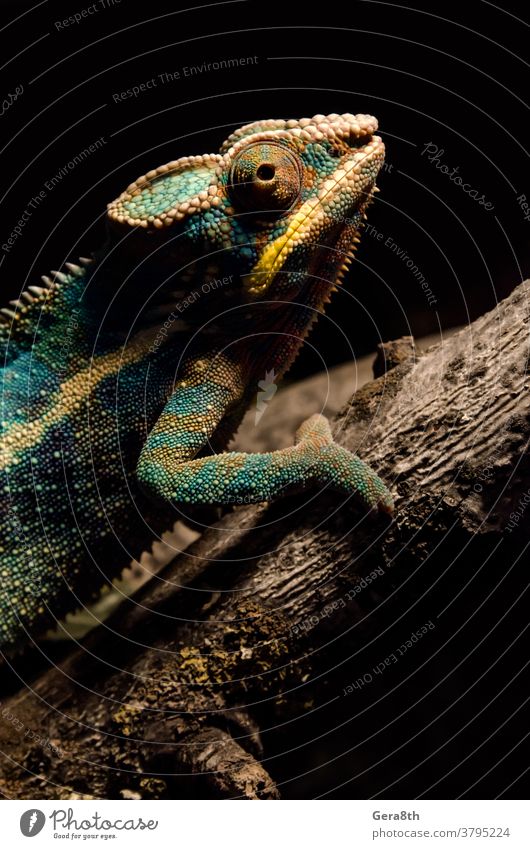 Buntes Chamäleon auf einem Ast im Dunkeln bei Nacht Tier Hintergrund schwarz blau hell Panther Chamäleon Klima schließen abschließen Farbe farbig farbenfroh