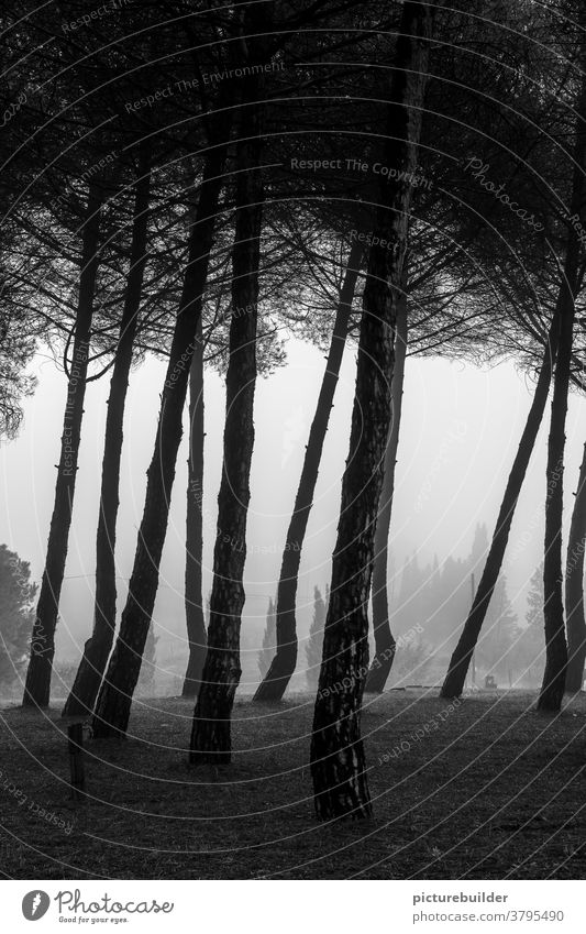 Nebel im Pinienwald Toskana Wald morgens Morgendämmerung Hügel Baum Menschenleer Landschaft Außenaufnahme Morgennebel Licht Ruhe