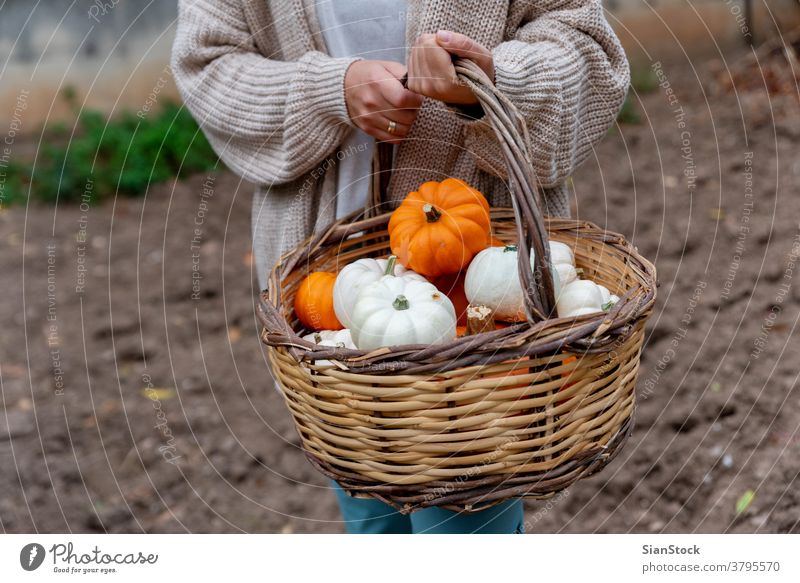 Frau, die in ihrem Garten einen Korb mit Kürbissen hält Hintergründe Gesundheit Pullover Herbst Winter im Freien Lifestyle Lebensmittel Essen Natur Bestandteil