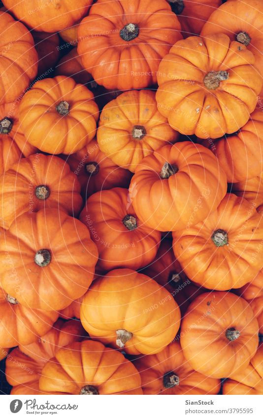 Viele orangefarbene Kürbisse. Halloween-Konzept. weiß Wagenheber Dekoration & Verzierung frisch Herbst reif Hintergrund Lebensmittel Gemüse vereinzelt