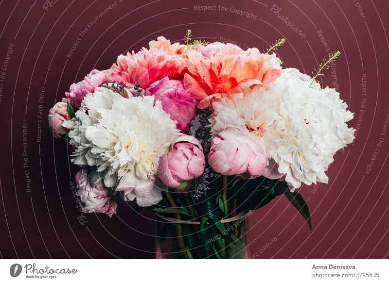 Erstaunlich frischer Strauss rosa Pfingstrosen Haufen Korallen Blume cerise Blumenstrauß Pastell geblümt Blütenblätter Tapete Postkarte Frühling Liebe Sommer