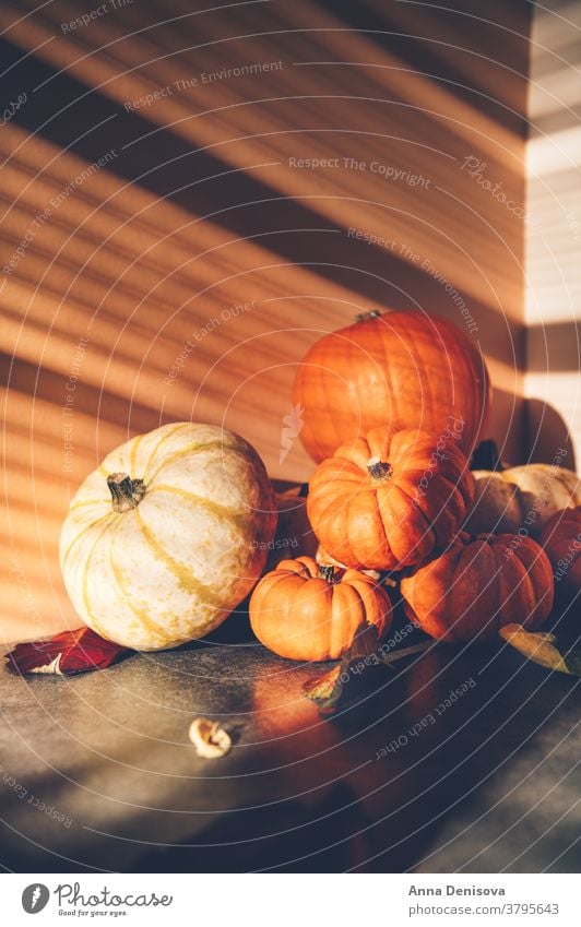 Kürbisse mit starken Schatten fröhliches Thanksgiving rustikal fallen Haufen Squash Feiertag Blatt Gemüse Herbst Dekoration & Verzierung orange Postkarte Saison