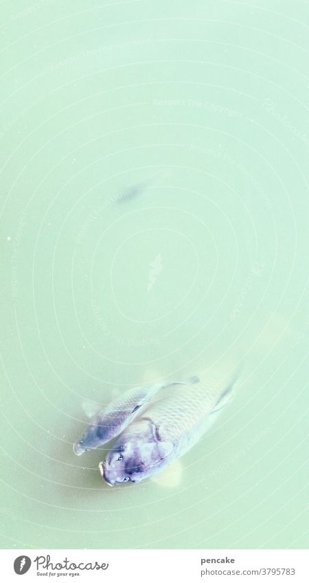 knapp daneben update | überholvorgang Karpfen Teich Süßwasserfisch Wasser überholen zwei Fisch grün trüb schwimmen Tier See Tierporträt Vogelperspektive
