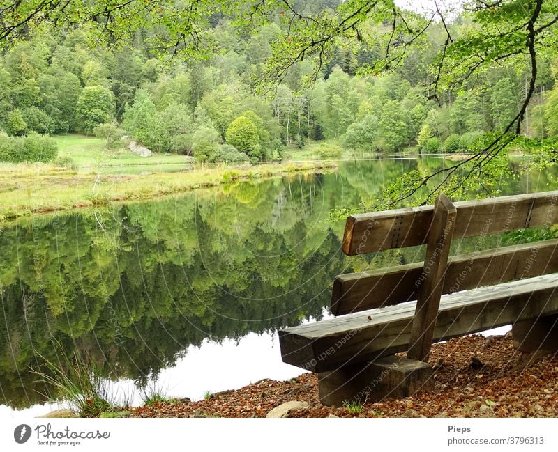 Am Weiher (1) Ruhe Schwarzwald Urlaub Wasseroberfläche Spiegelung im Wasser Naturschutzgebiet Bank Laubwald Erholung Herbst Auszeit Rastplatz Pause machen