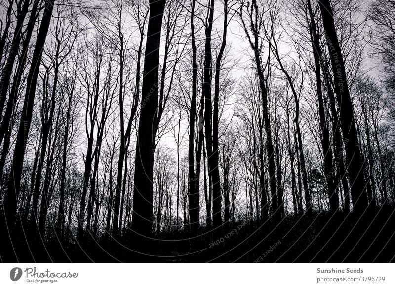 Silhouette von Bäumen in einem englischen Waldgebiet im Winter Himmel Wälder fallen Herbst Europa britannien Großbritannien England verbieten Stimmung dunkel