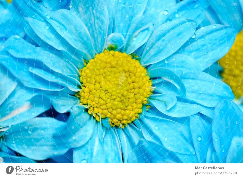 Gänseblümchen mit blauen Blütenblättern. Blumen Makro geblümt Hintergrund Natur Sommer Pflanze Frühling Wiese schön gelb Blütenblatt Schönheit natürlich Garten