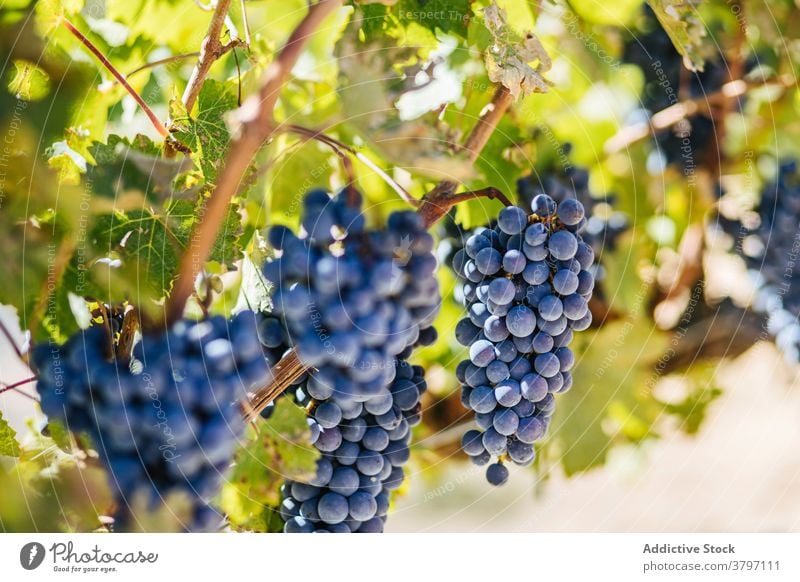 Trauben von reifen Trauben am Weinstock im Sonnenlicht Haufen Bodenbearbeitung Frucht süß Vitamin Weinberg Schonung Sommer wachsen lecker hell Blatt gespitzt