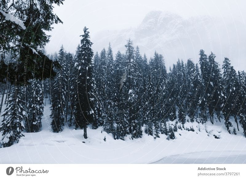 Verschneite Landschaft eines Bergtals im Winter Berge u. Gebirge Bäume Schnee kalt Schneefall Tal einsam Schneesturm Natur schwer Wetter Klima gefroren