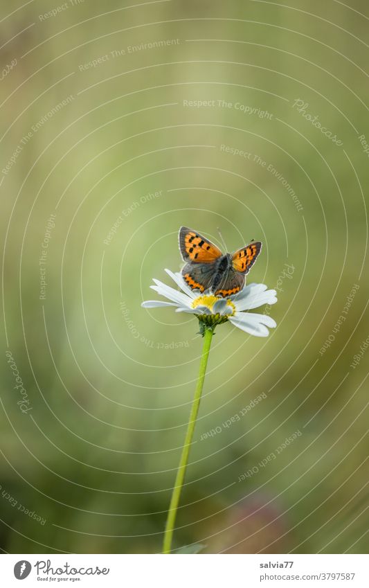 kleiner Feuerfalter, Sonnenbad auf einer Margerite Natur Blume Schmetterling Sommer Wiese Pflanze Blüte Blühend grün Farbfoto Menschenleer Unschärfe Tier Insekt