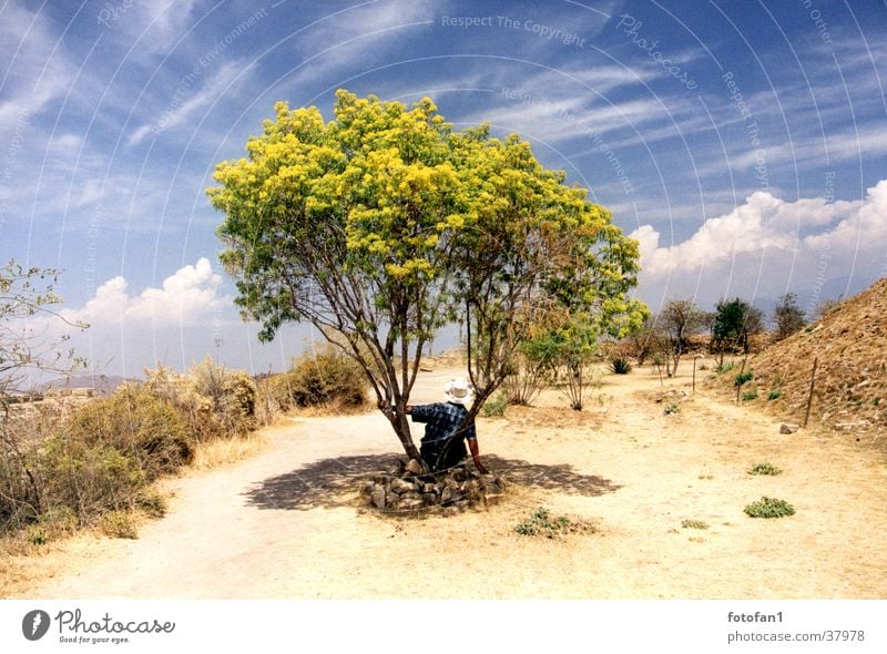 Siesta unterm Baum Pause Wolken Sträucher Dürre Monte Alban Sommer mann mit hut Hut Schatten schleierwolken Himmel Wege & Pfade Wüste Mexiko Oaxaca break tree