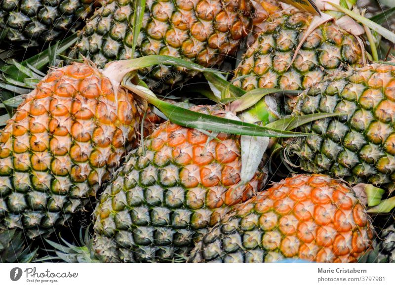 Vollbildtextur von frischen Ananas abschließen Garten Veganer Hintergründe produzieren Ernte Nahaufnahme Überfluss Sauberkeit diätetisch Muster Textur