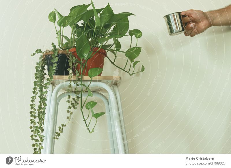 Zimmerpflanzen als Frühlingssaison-Heimdekoration zur Schaffung eines entspannenden und geschlechtsneutralen Wohnraums Minimalismus Frühlingsthemen-Dekoration