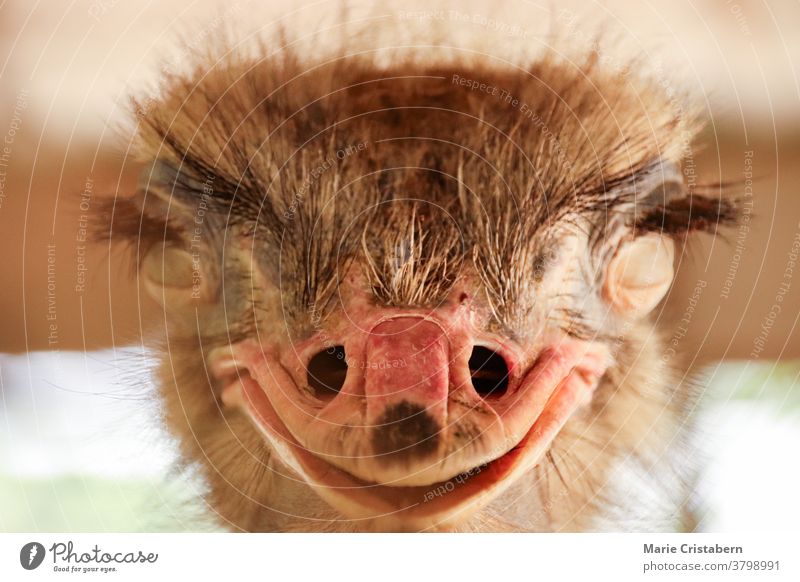 Nahaufnahme Frontalansicht eines lächelnden Straußenvogels oder Struthio camelus Lächeln lächelnder Strauß abschließen Humor lustig Fröhlichkeit Geflügel Spaß