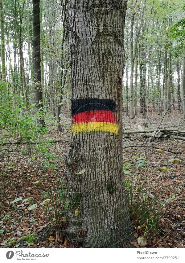 Deutscher Wald Baum Baumstamm Herbst Natur Außenaufnahme Menschenleer Landschaft Deutschland, Flagge, Waldlichtung, Laub