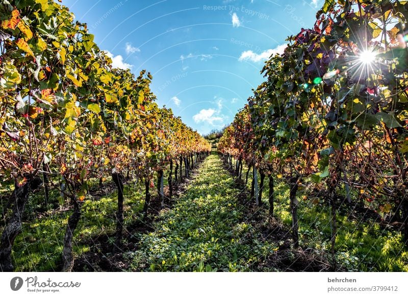 sonnenwein Sonnenstrahlen Herbstlaub grün Landwirtschaft Berge u. Gebirge Wolken Umwelt Schönes Wetter Ausflug Natur Landschaft Außenaufnahme Wein Weinrebe