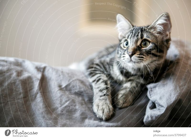 Die Katze, die ein Kater ist. Katzenjunges Tierportrait Nahaufnahme getigert Farbfoto niedlich aufmerksam Lauer Haustier zahm Blick grau