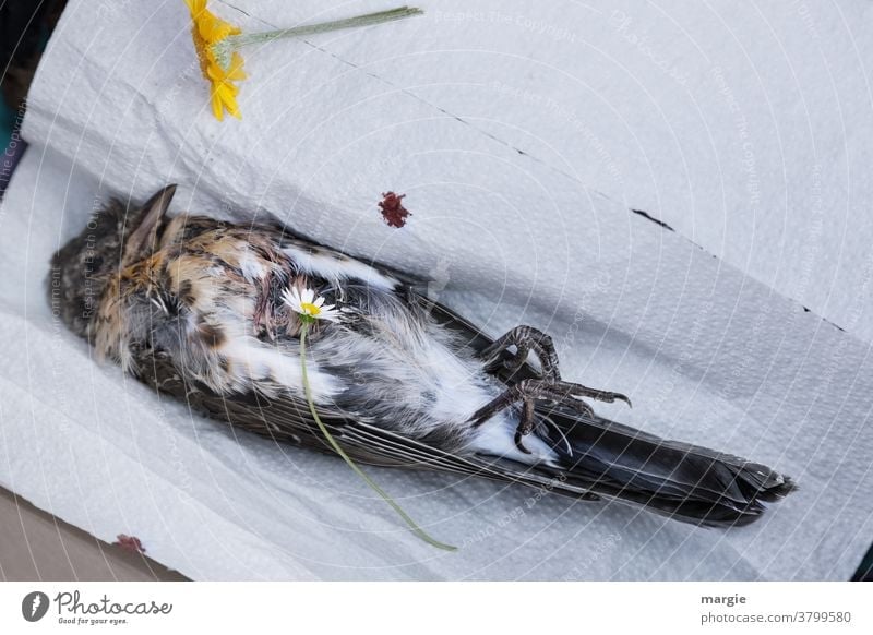 Ein toter Vogel liegt in einer Kiste zum Begräbnis. Zwei Blumen wurden ihm zum Abschied beigelegt Totes Tier Tod Grab Sarg Leben & Sterben Vergänglichkeit