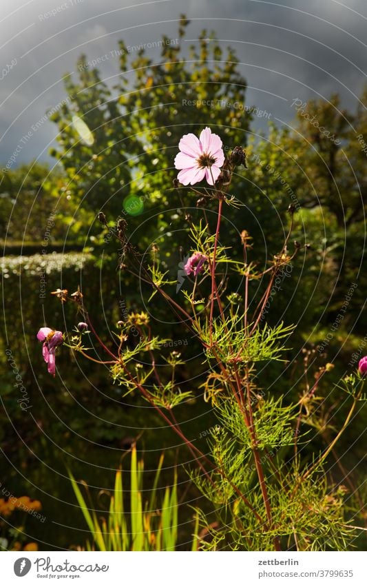Cosmea im Gegenlicht blume blühen blüte erholung ferien garten himmel kleingarten kleingartenkolonie menschenleer natur pflanze ruhe schrebergarten strauch
