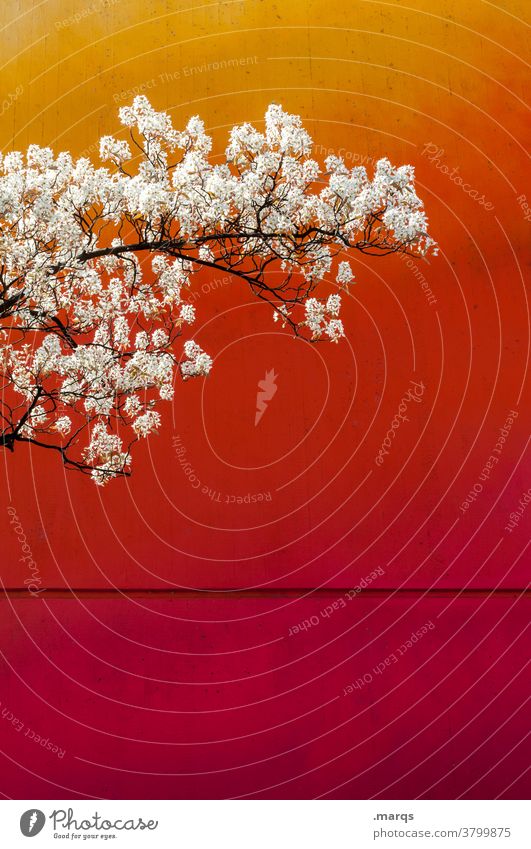 Frühlingsbote Kirschbaum Blühend Zweige u. Äste Wand rot orange Farbe Kirschblüten Frühlingsgefühle