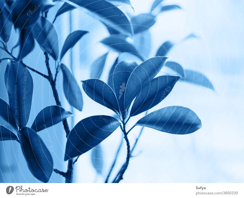 Ficus ginseng Bonsai-Pflanze. Klassisch blau 2020 klassisch Farbe botanisch Laubwerk tief Marine Blätter wachsen heimwärts Japanisch Klassik Garten Natur