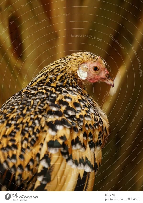 Porträt eines Zierhuhns Vogel Huhn Henne Tierporträt Profil Rückansicht geringe Tiefenschärfe selektiver fokus selektive schärfe Gefieder Muster gemustert
