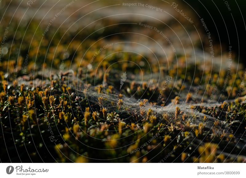 Spinnennetz auf Moos Natur Flora Macro Nahaufnahme bei natürlichen Beleuchtungsverhältnissen Warmes Licht Grün Pflanze Farbfoto Detailaufnahme Tag