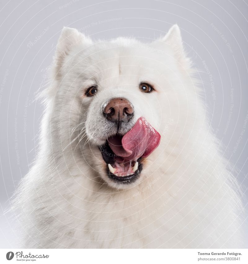 Studioporträt eines schönen Samojeden-Hundes vor neutralem Hintergrund Samojeden Hund samojed sibirischer Hund Russischer Hund fluffig Fell pelzig Nizza Atelier