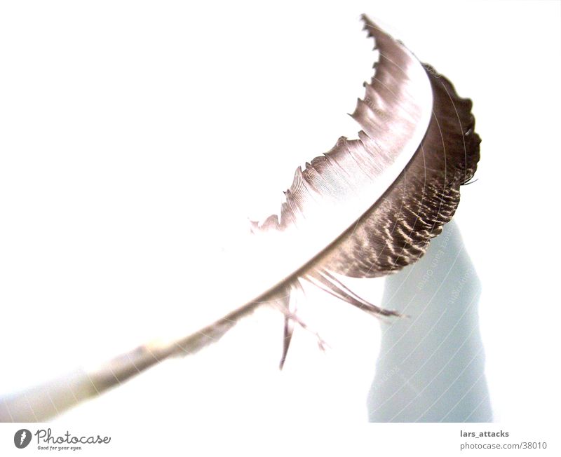 Feder Makroaufnahme Vogel fliegen Linie Schwarzweißfoto