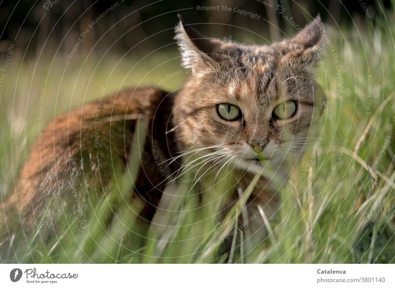 Eine kleine, getigerte Katze duckt sich im hohen Gras Flora Fauna Tier Haustier Pflanze Grashalm Wiese verschtecken sitzen beobachten Sommer ruhig Grün Braun