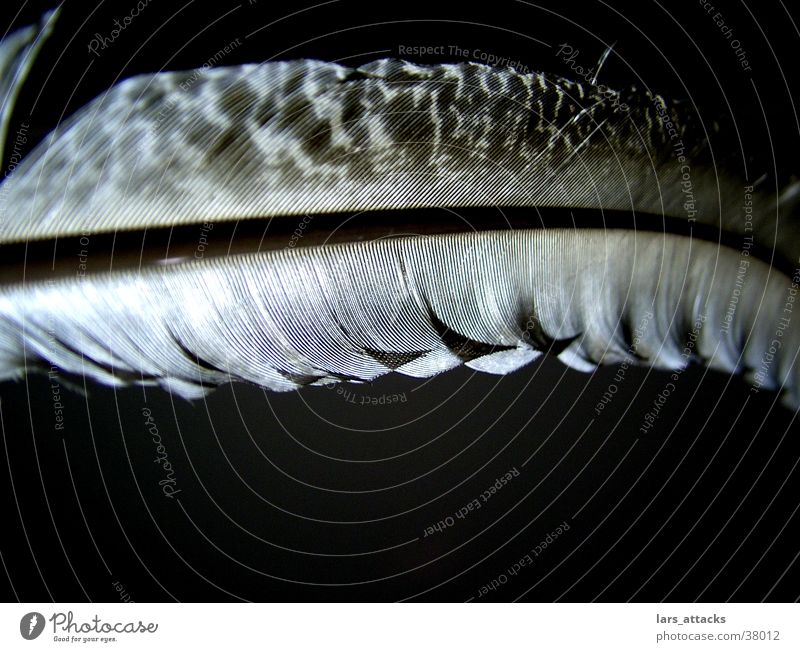 Nachttrofee schwarz Indianer Vogel Licht Feder Linie Trofee fliegen duchscheinen Lichterscheinung durchleuchten