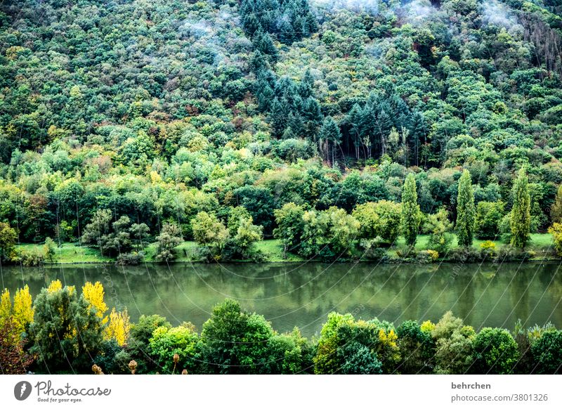 moseldschungel Umweltschutz Naturschutz grün Wasser Deutschland Hunsrück Flussufer Mosel (Weinbaugebiet) Sonnenlicht Ruhe Moseltal Rheinland-Pfalz Freiheit