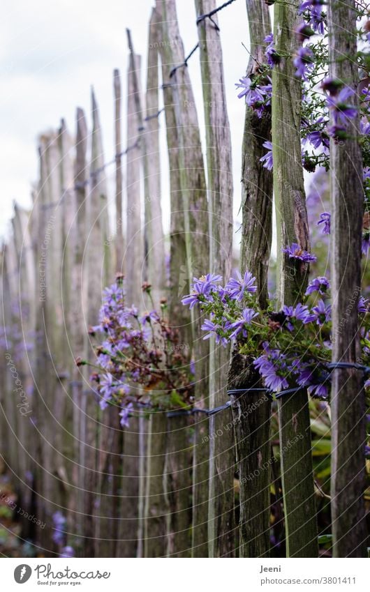 Staketenzaun mit lila Herbstaster Aster violett Blume Blüte Garten Gartenzaun blühen Zaun Hintergrund Buchcover Park romantisch Sommergarten zart dezent