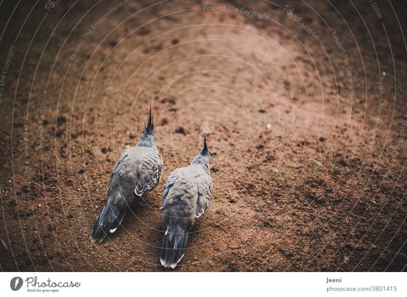 Ein vertrautes Vogelpaar mit zwei grauen Vögeln nebeneinander Liebespaar Zusammenhalt Nymphensittich Paar gemeinsam Feder Schnabel Geborgenheit Familie Tier