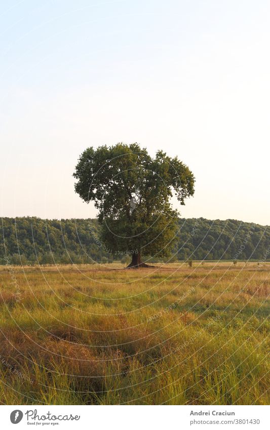 Eiche steht hoch in der Mitte der Ebene im ländlichen Rumänien in der Nähe von Calugareni Giurgiu Blätter einsam Schönheit Szene magischer Baum imposant groß